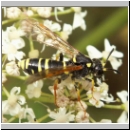 Tenthredo omissa - Blattwespe w05.jpg